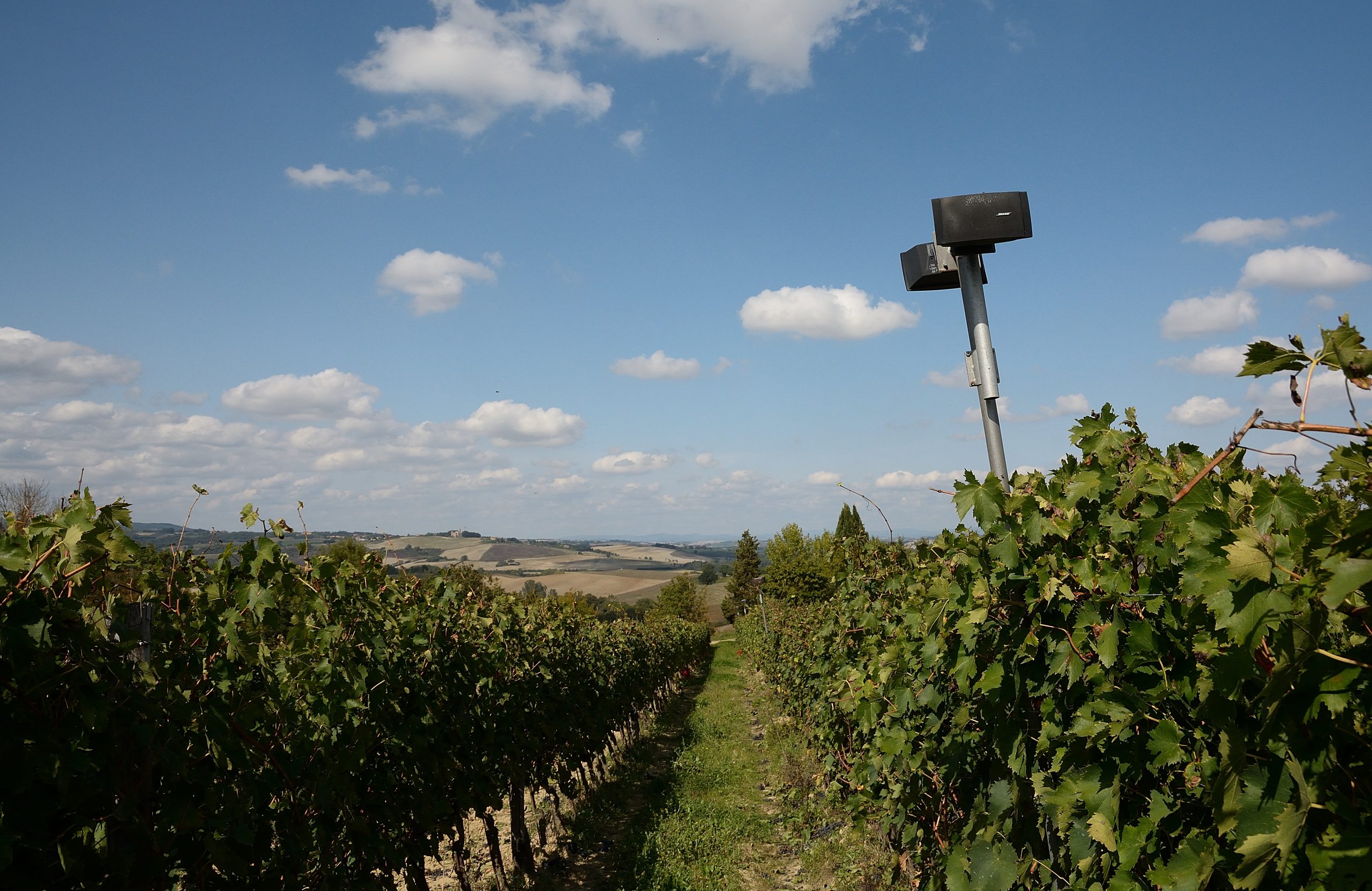 La Vigna di Mozart a Montalcino