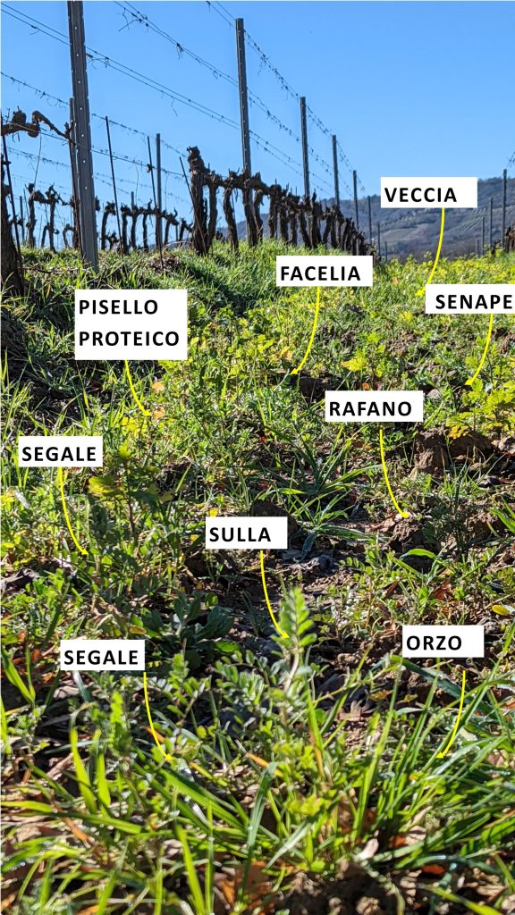 semina-sovescio-montalcino