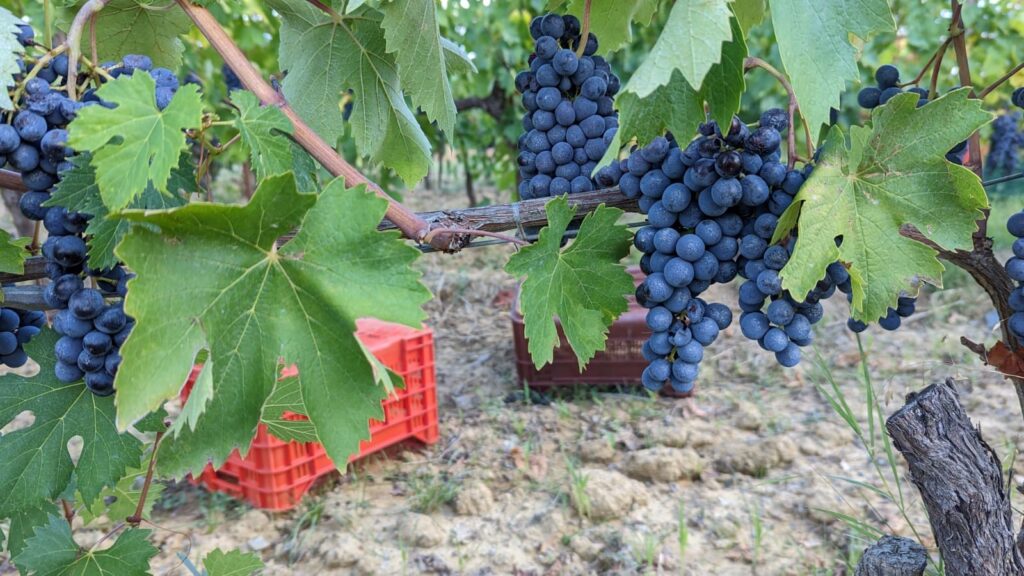 grape harvest 2022 at Il Paradiso di Frassina in Montalcino