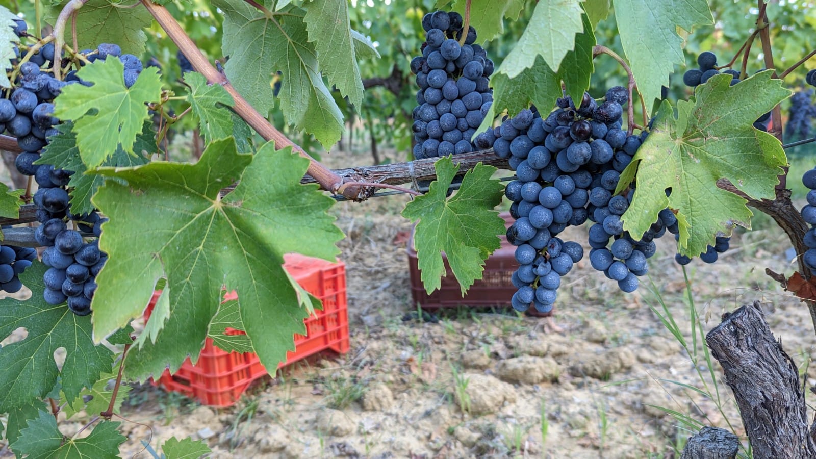 grape harvest 2022 at Il Paradiso di Frassina in Montalcino